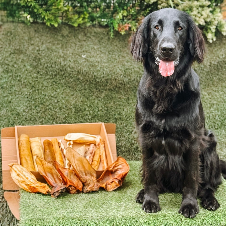MONSTER CHEW BOX