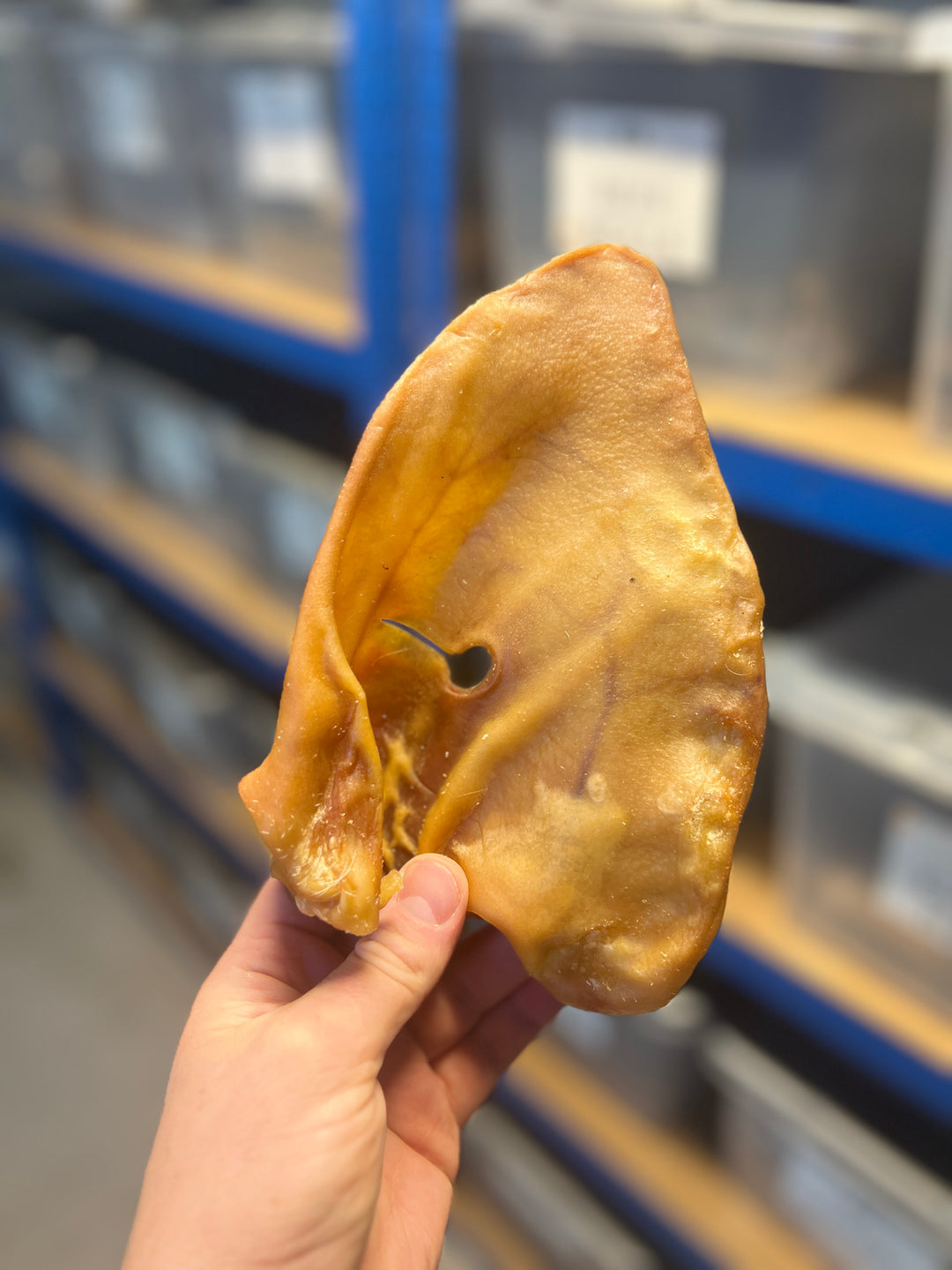 XL Pigs Ears