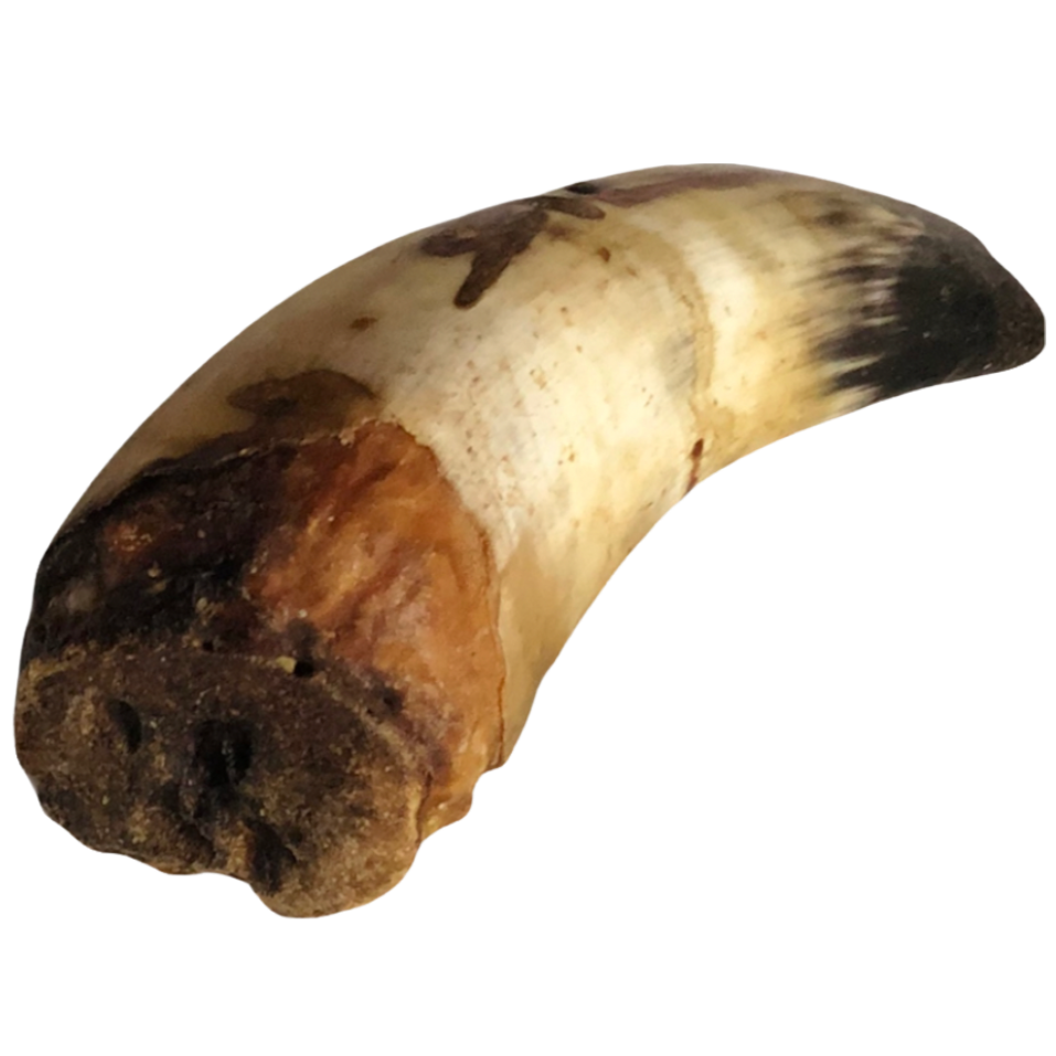 XL Bull Horn with Marrow