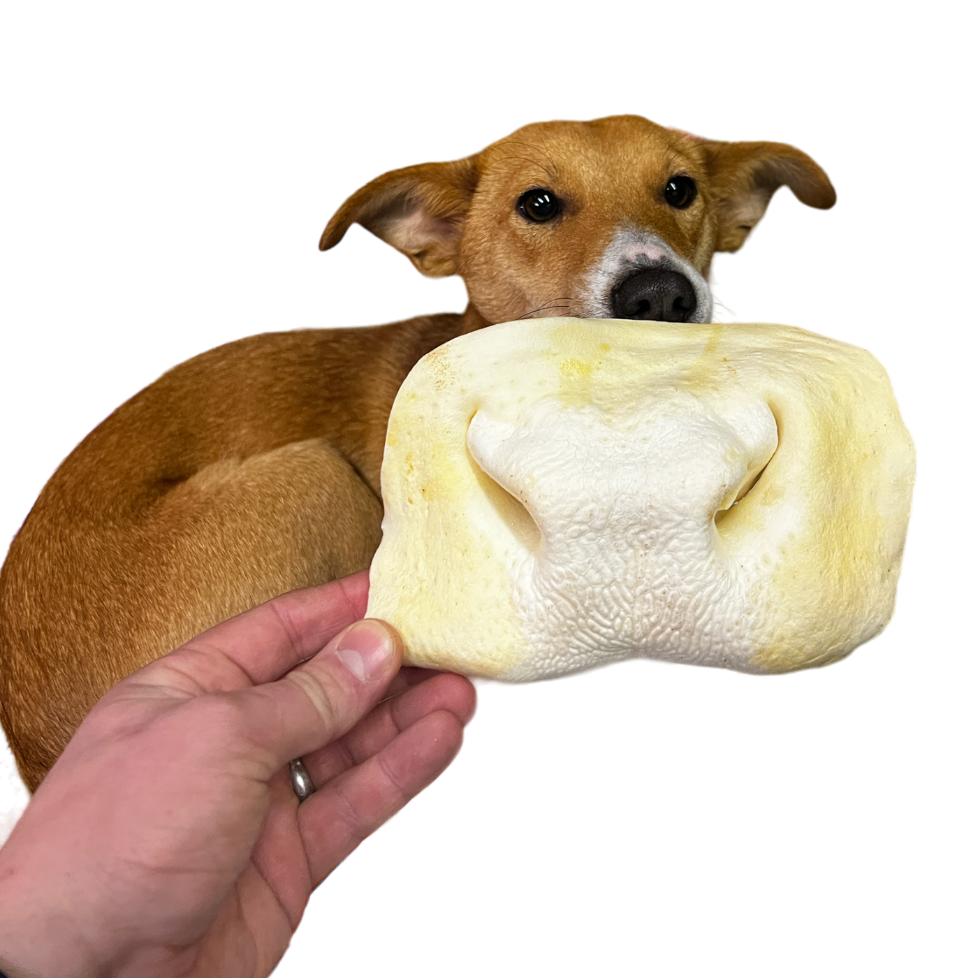 XL Puffed Cow Snout