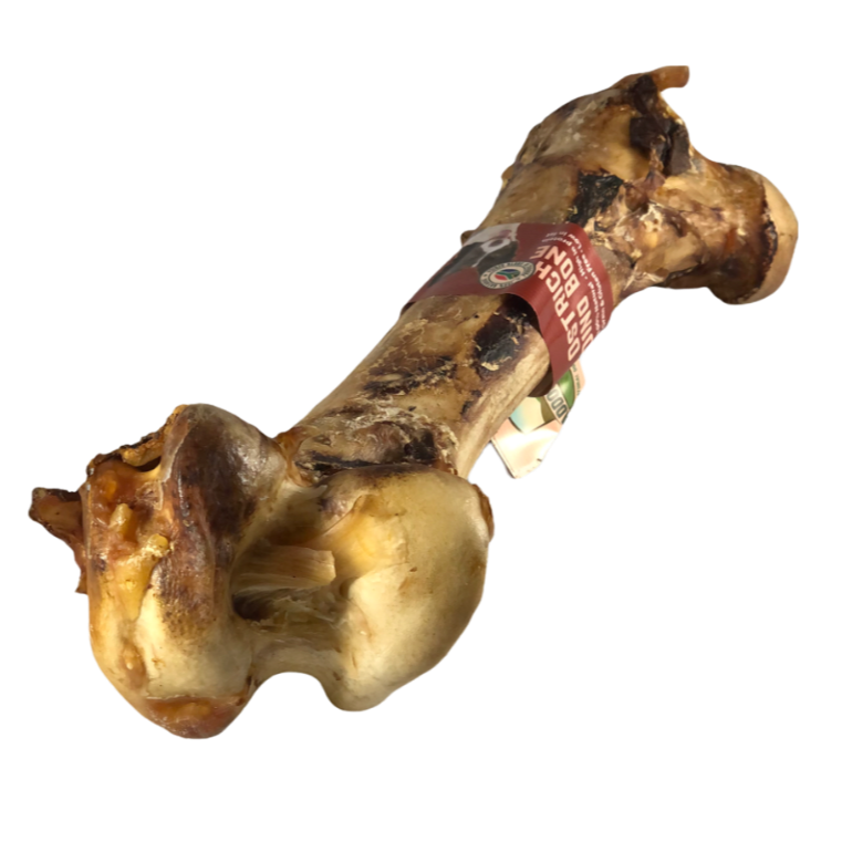 Ostrich Dino Bone