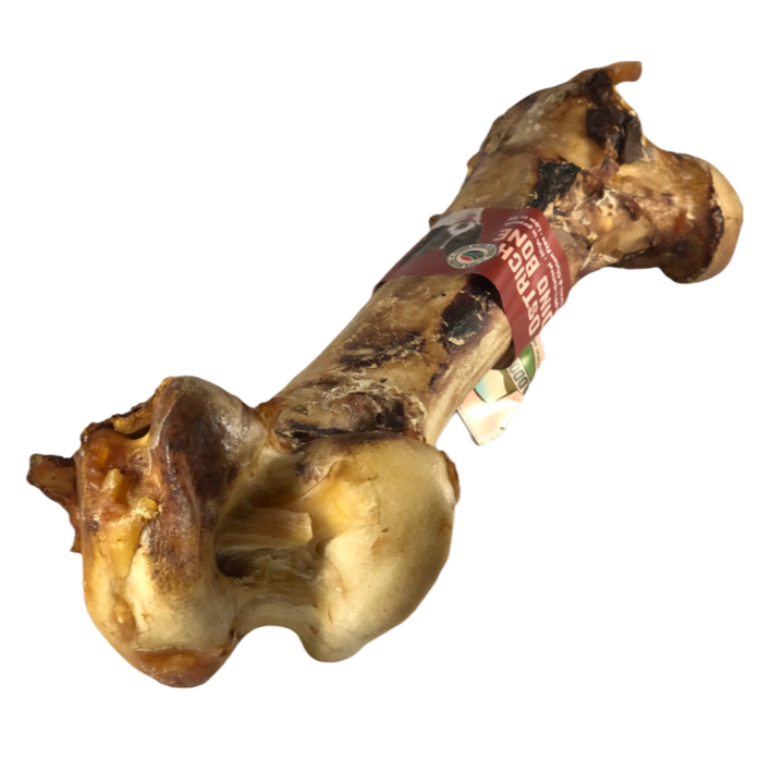 Ostrich Dino Bone