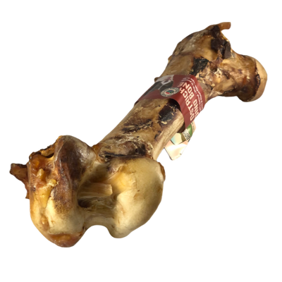 Ostrich Dino Bone