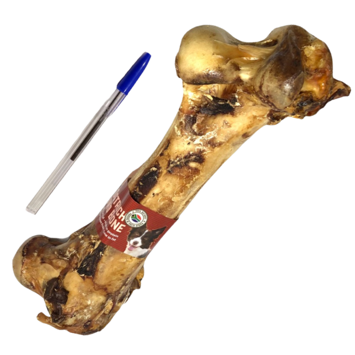 Ostrich Dino Bone