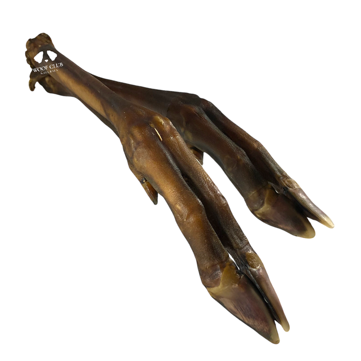 Roe Deer Legs