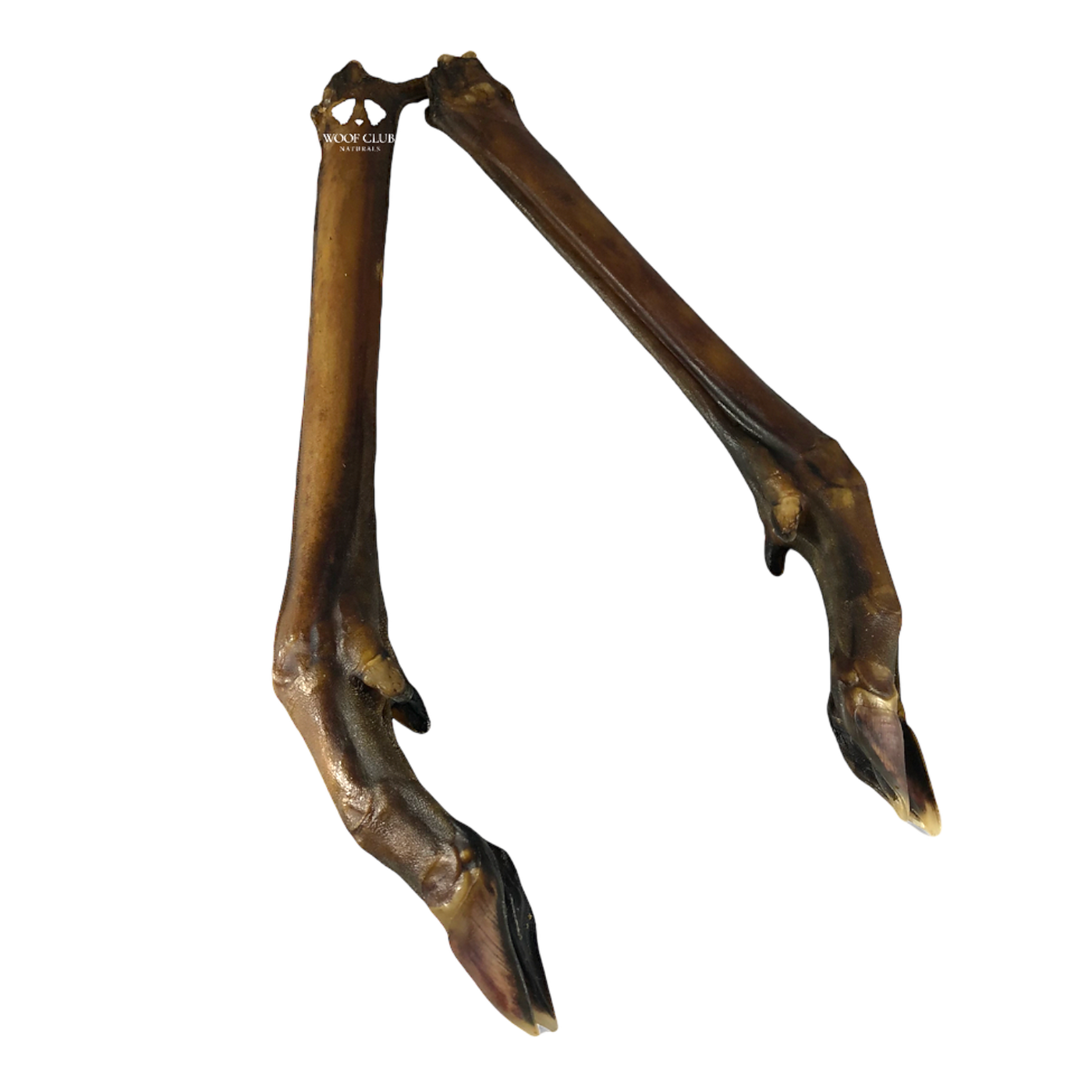 Roe Deer Legs